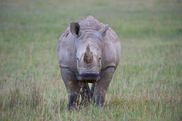 Image of Grass Rhinoceros