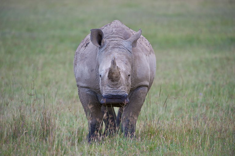 Image de Rhinocéros blanc du Nord