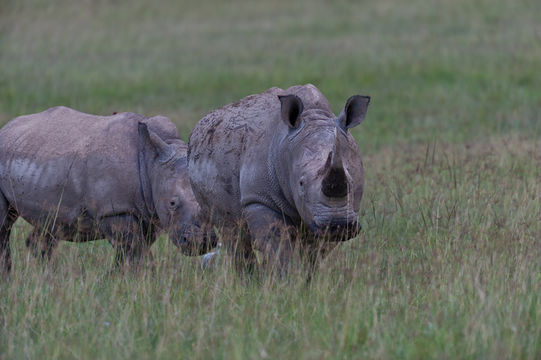 Image of Grass Rhinoceros