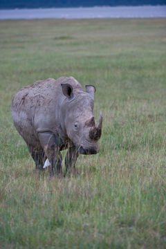 Image of Grass Rhinoceros