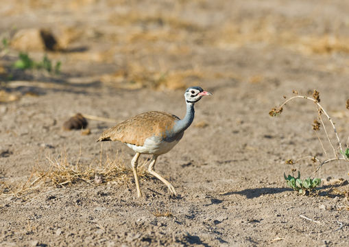 Image of White-bellied Bustard