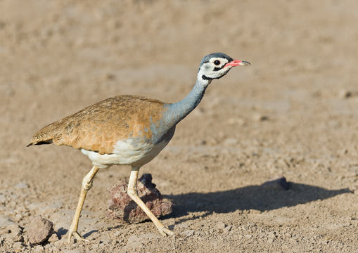 Imagem de Eupodotis senegalensis (Vieillot 1821)