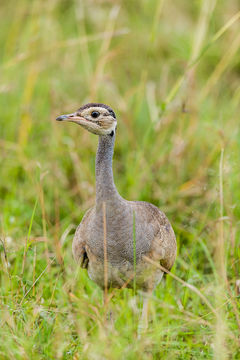 Image of White-bellied Bustard