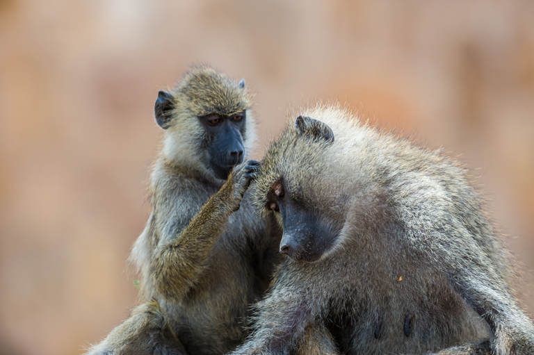 Image of Yellow Baboon