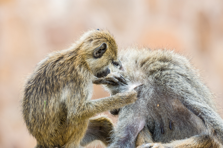 Image of Yellow Baboon