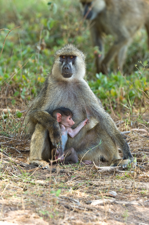 Image of Yellow Baboon