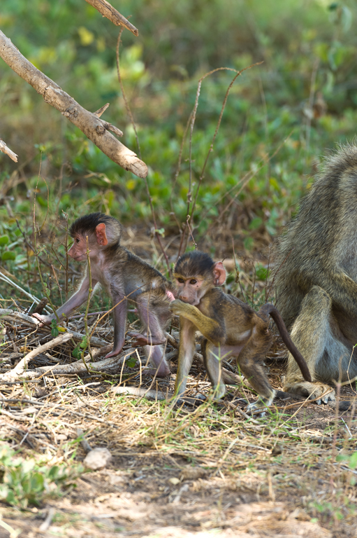 Image of Yellow Baboon