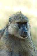 Image of Yellow Baboon