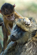 Image of Yellow Baboon