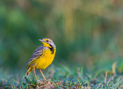 Image of Yellow-throated Longclaw