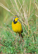 Image of Yellow-throated Longclaw