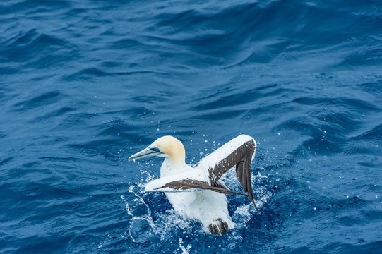 Image of Australasian Gannet