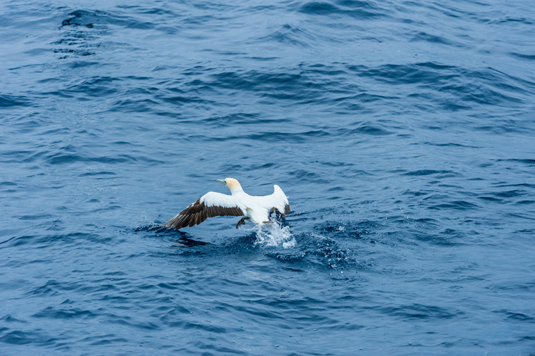 Image of Australasian Gannet