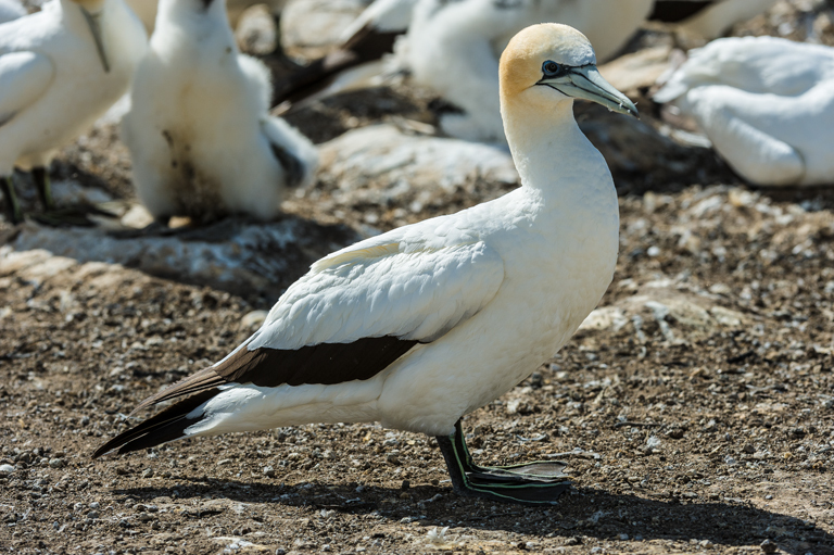 Image of Australasian Gannet