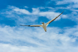 Image of Australasian Gannet