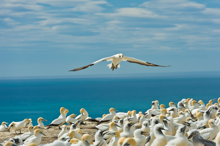 Image of Australasian Gannet