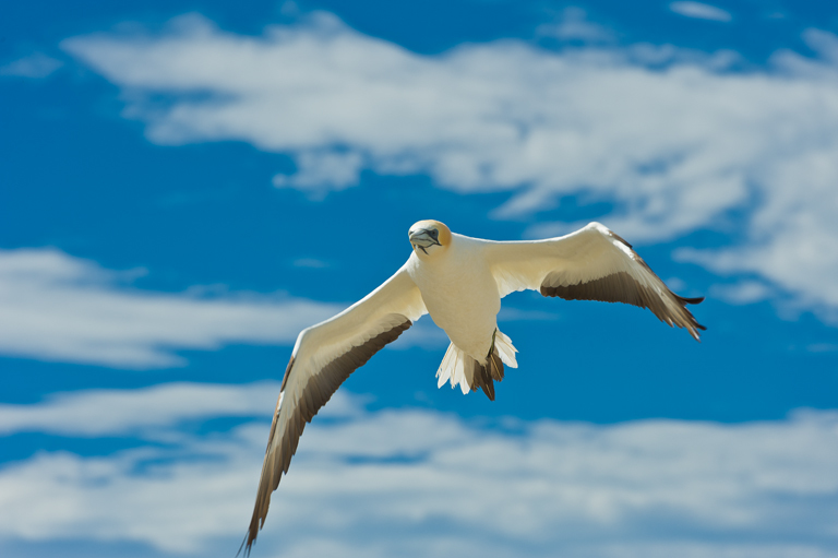 Image of Australasian Gannet