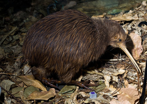 Image of Brown kiwi