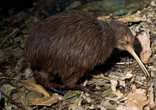 Image of Brown kiwi