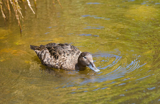 Image of Brown Teal