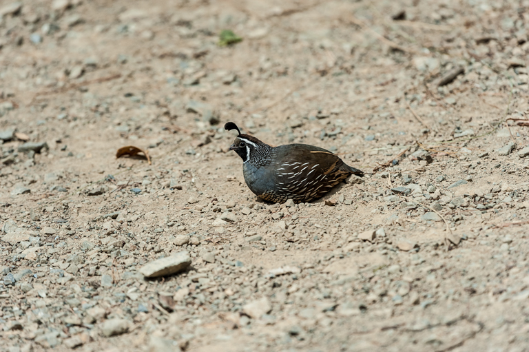 Image of California Quail