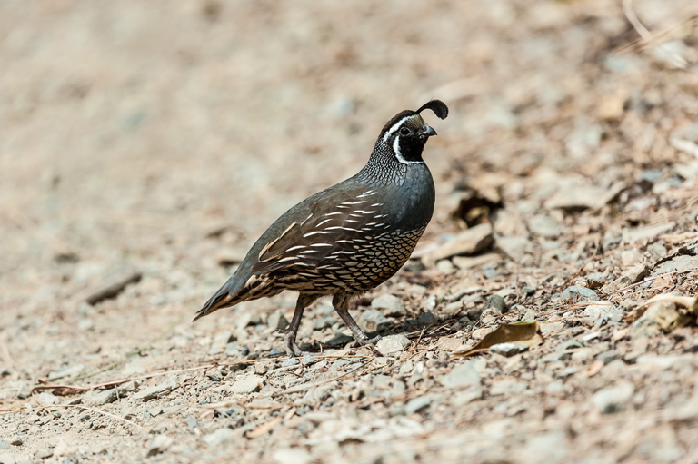 Image of California Quail