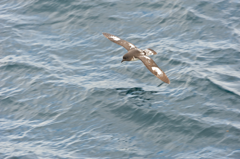 Image of Cape Petrel