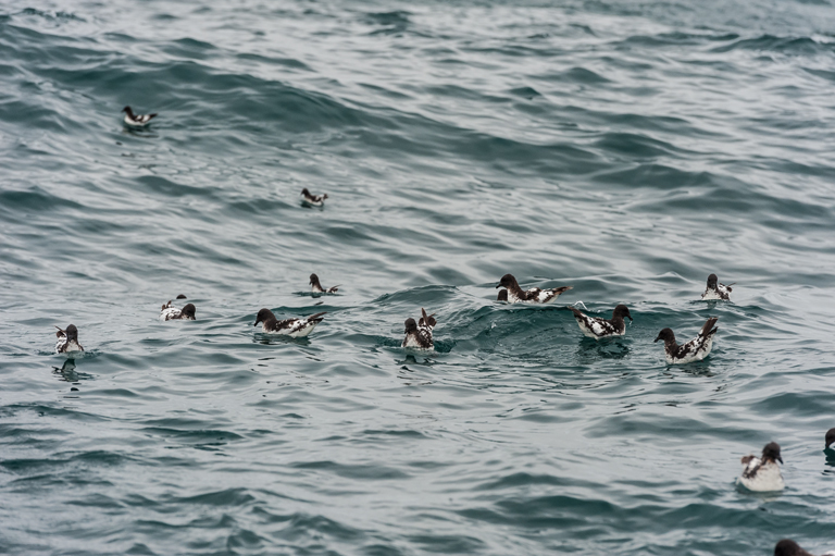 Image of Cape Petrel