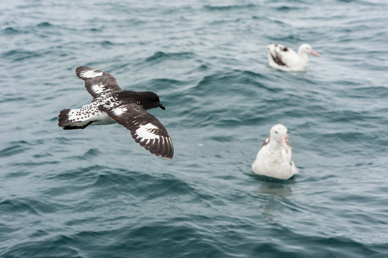 Image of Cape Petrel