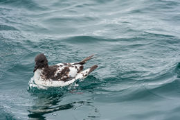 Image of Cape Petrel