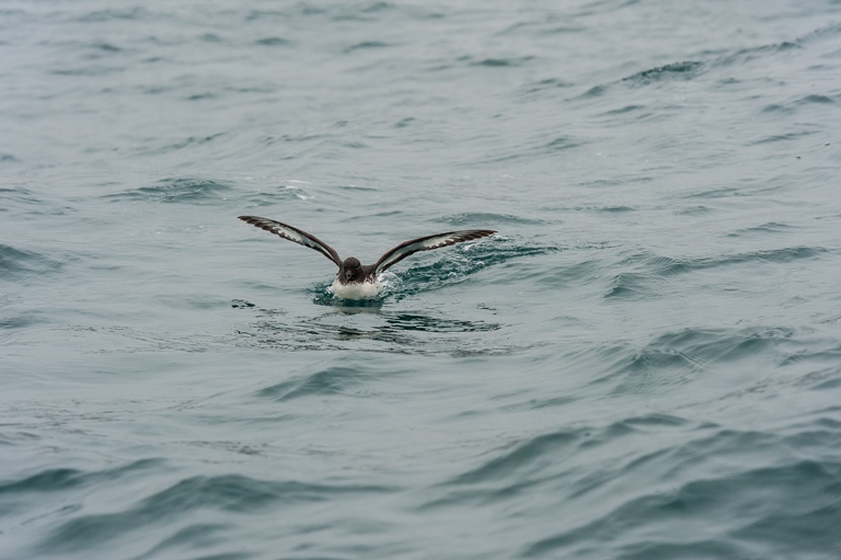 Image of Cape Petrel