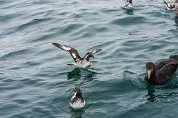 Image of Cape Petrel