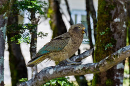 Image of Kea