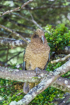 Image of Kea