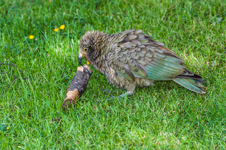 Image of Kea