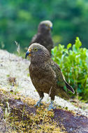 Image of Kea