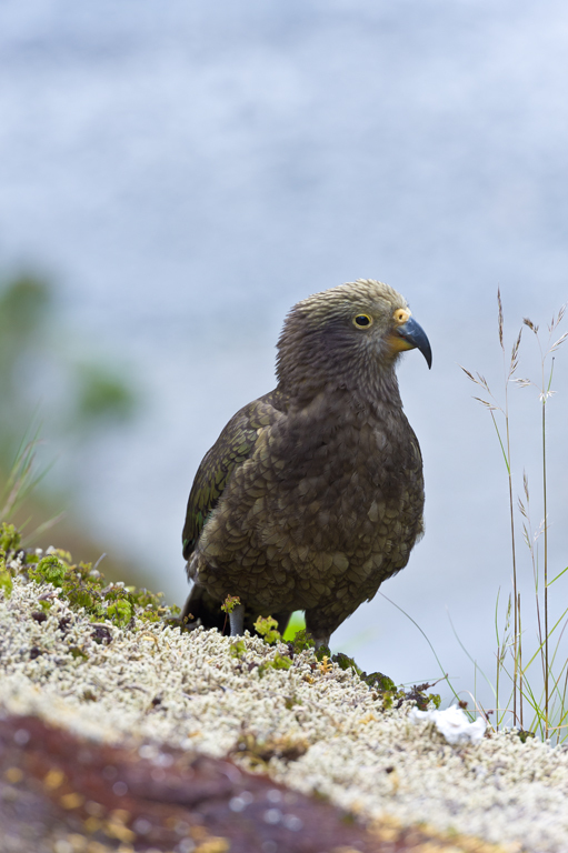 Image of Kea