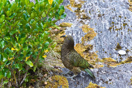 Image of Kea