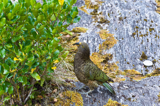 Image of Kea