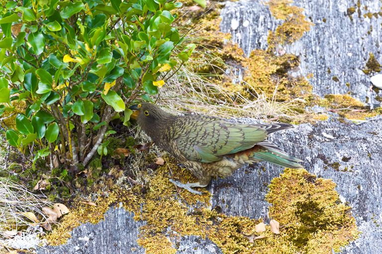 Image of Kea