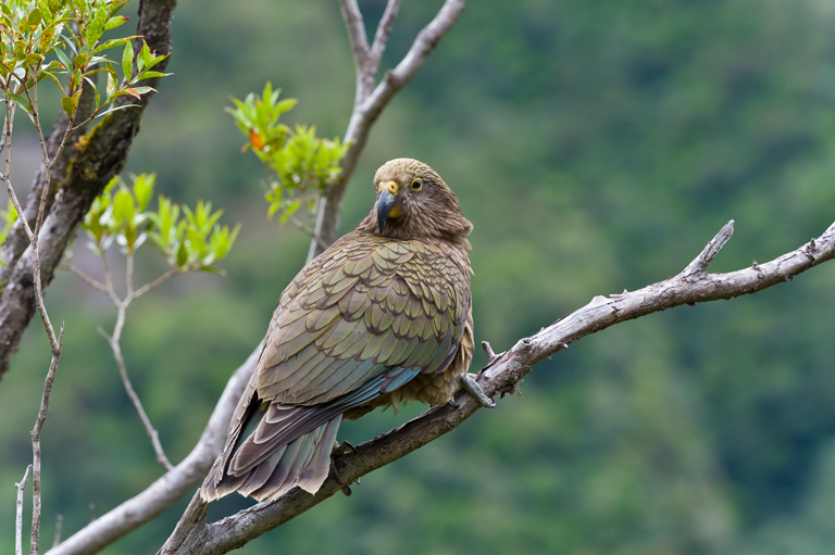 Image of Kea