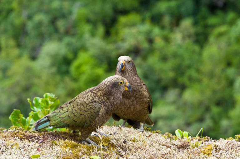 Image of Kea