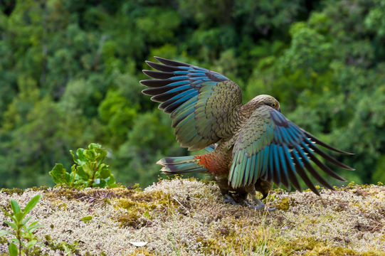 Image of Kea