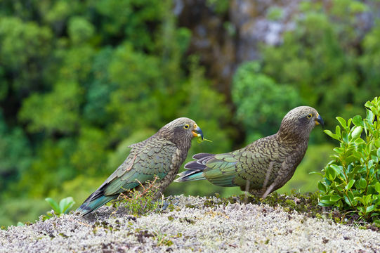 Image of Kea