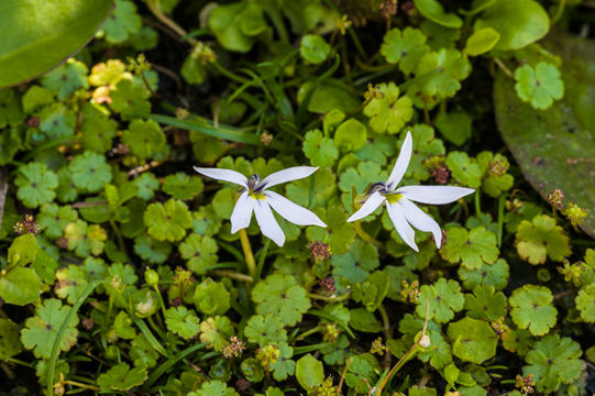 Image de Lobelia angulata G. Forst.