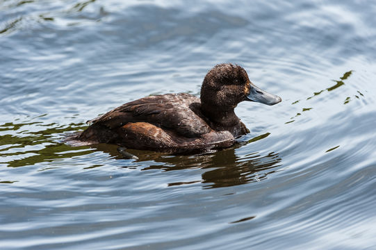 Image of New Zealand Scaup