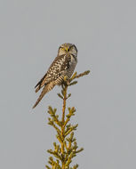 Image of Hawk Owl