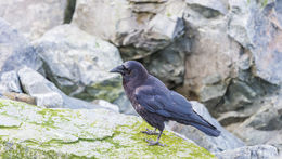 <i>Corvus caurinus</i> resmi