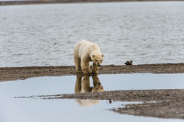 Image of polar bear