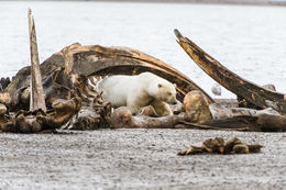 Image of polar bear